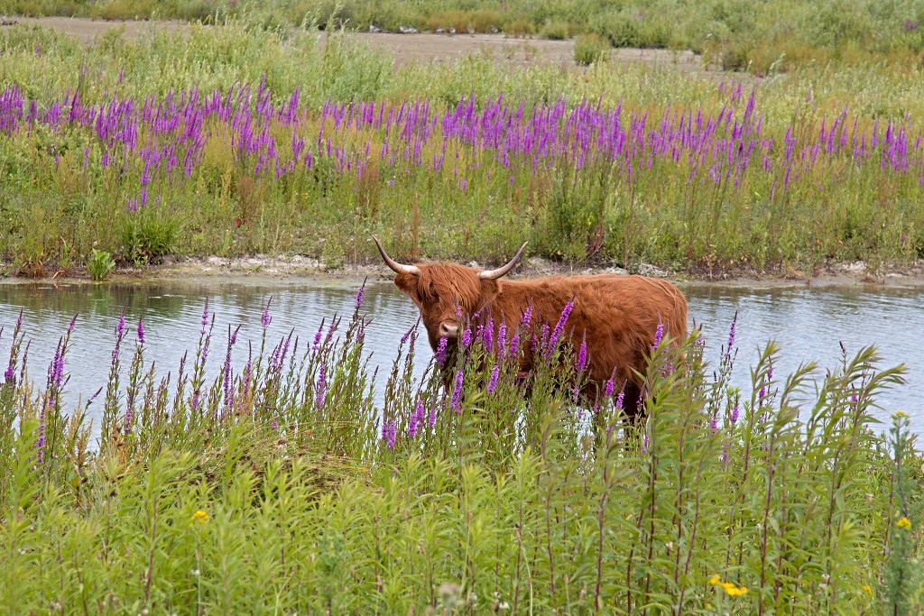 tiengemeten natuur natuurgebied natuurmonumenten hdr schotse hooglanders rien poortvliet museum eiland polder platteland